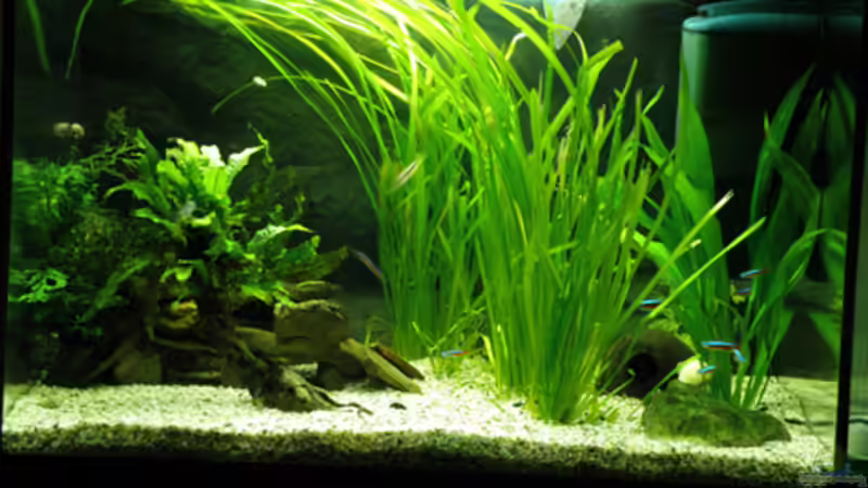 Aquarium Hauptansicht von 84 Südamerika alt Aquarium Hauptansicht von 84 Südamerika alt