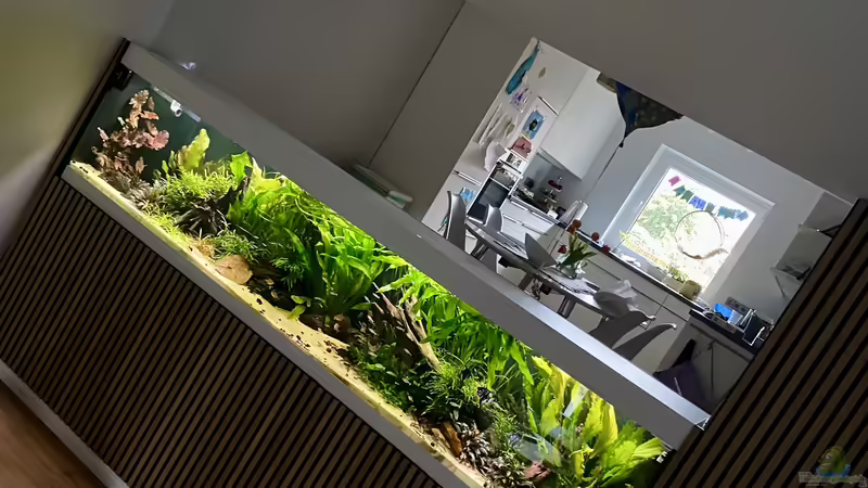 Aquarium Hauptansicht von 875 Liter Südamerika-Gesellschaft Aquarium Hauptansicht von 875 Liter Südamerika-Gesellschaft