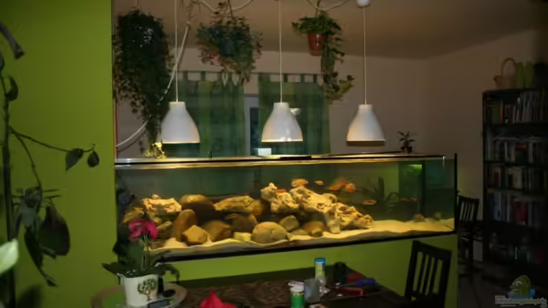 Aquarium Hauptansicht von 900l Malawi Raumteiler Aquarium Hauptansicht von 900l Malawi Raumteiler