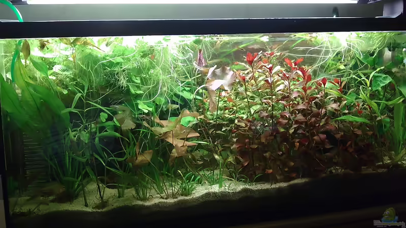 Aquarium Hauptansicht von 90L Sonnensturm Aquarium Hauptansicht von 90L Sonnensturm