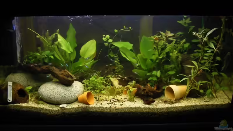 Aquarium Hauptansicht von 96 Liters Aquarium Hauptansicht von 96 Liters