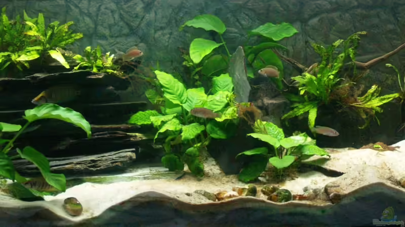 Aquarium Hauptansicht von Aestuarium Tanganicanum Aquarium Hauptansicht von Aestuarium Tanganicanum