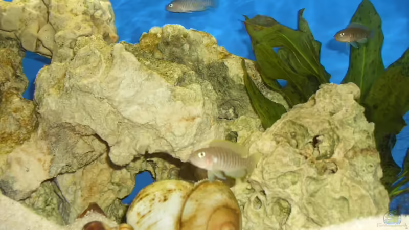 Aquarium Hauptansicht von Afrika Aquarium Hauptansicht von Afrika