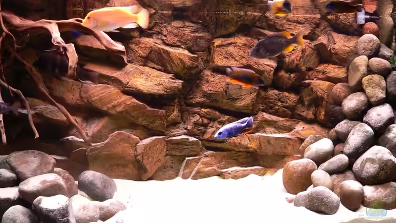 Aquarium Hauptansicht von Afrika Aquarium Hauptansicht von Afrika