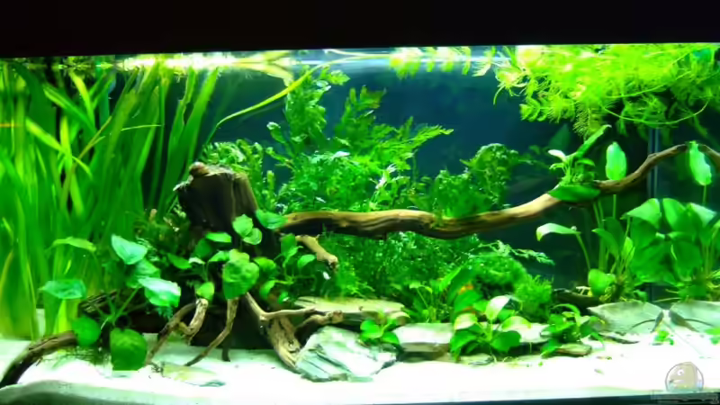 Aquarium Hauptansicht von Afrikabecken mit Poropanchax normani Aquarium Hauptansicht von Afrikabecken mit Poropanchax normani