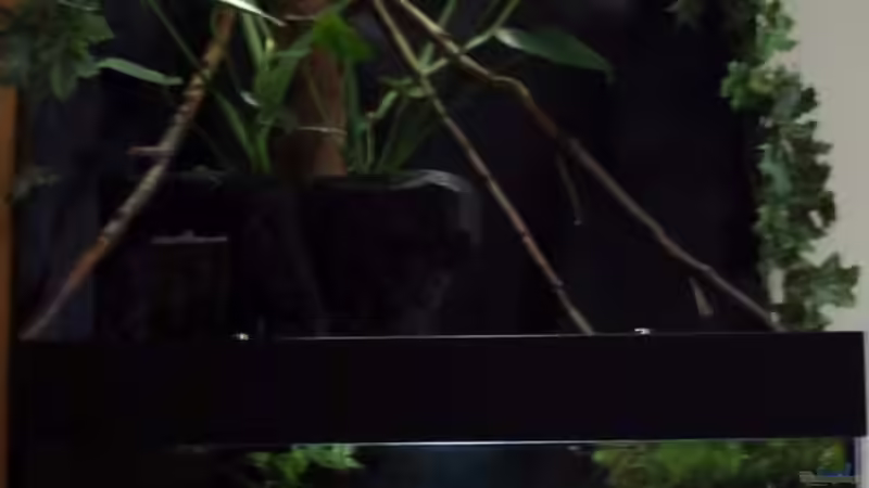 Aquarium Hauptansicht von Afrikanische Räuber Aquarium Hauptansicht von Afrikanische Räuber