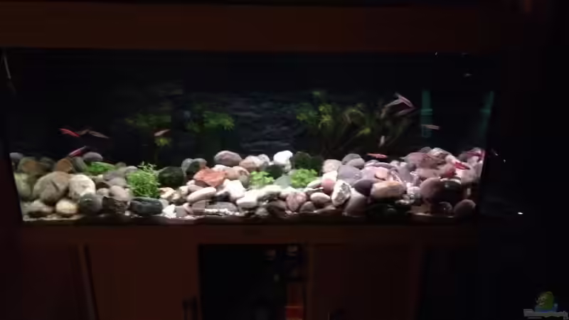 Aquarium Hauptansicht von Alabama cold river (Nur noch Beispiel) Aquarium Hauptansicht von Alabama cold river (Nur noch Beispiel)