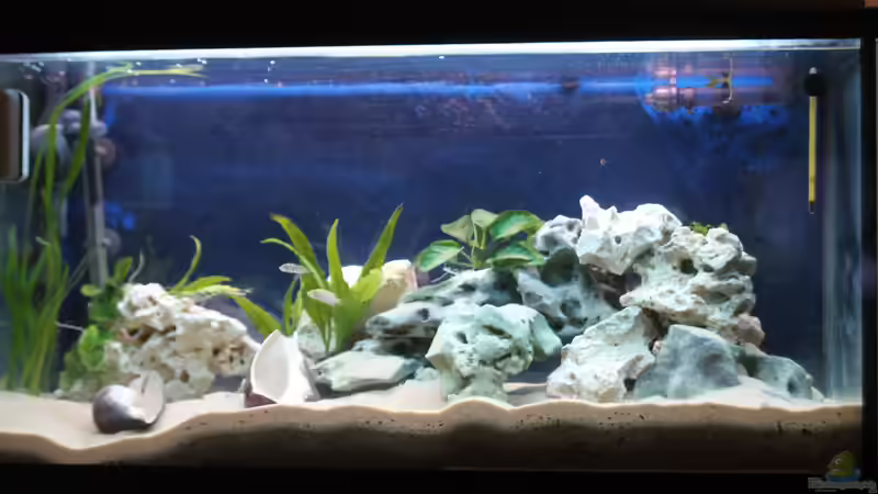 Aquarium Hauptansicht von Altolamprologus Gombe red Tanganjika Aquarium Hauptansicht von Altolamprologus Gombe red Tanganjika