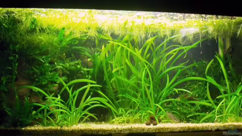 Aquarium Hauptansicht von Am Farrnbach (Außer Betrieb!) Aquarium Hauptansicht von Am Farrnbach (Außer Betrieb!)