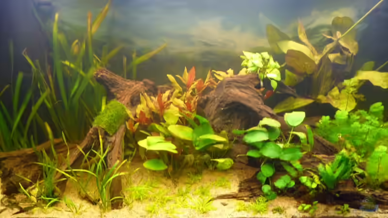 Aquarium Hauptansicht von Am Grunde des Sees Aquarium Hauptansicht von Am Grunde des Sees