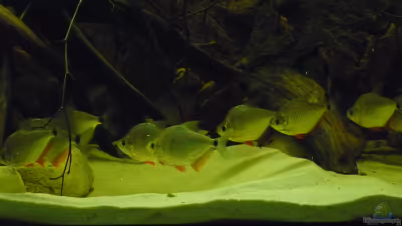 Aquarium Hauptansicht von Amazon Deadwood Nur noch als Beispiel Aquarium Hauptansicht von Amazon Deadwood Nur noch als Beispiel