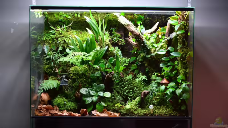 Aquarium Hauptansicht von Amazon Aquarium Hauptansicht von Amazon