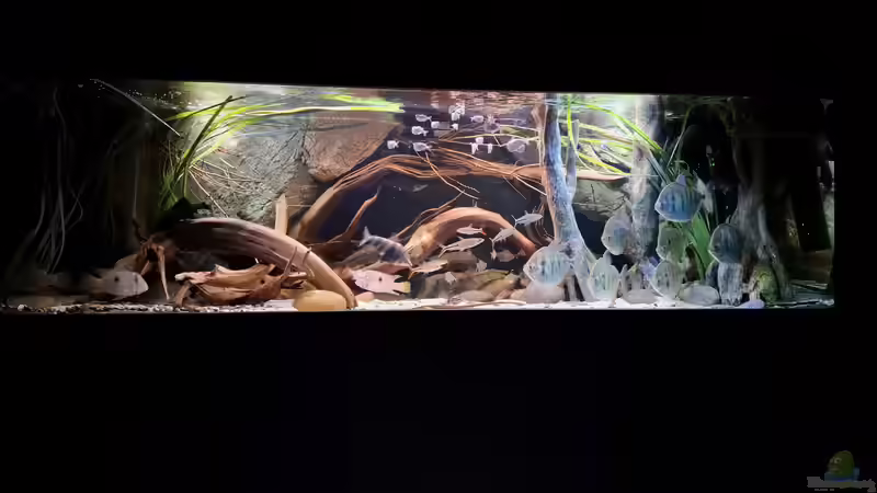 Aquarium Hauptansicht von Amazonas - Wasserwelt Aquarium Hauptansicht von Amazonas - Wasserwelt