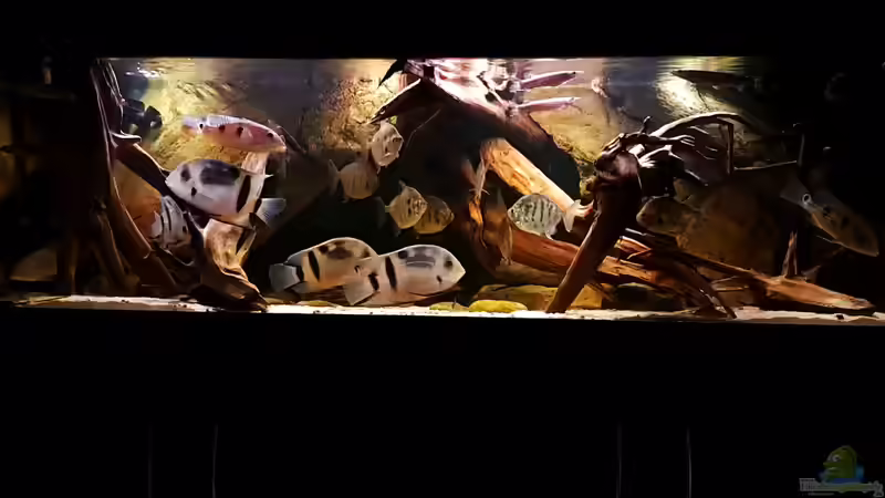 Aquarium Hauptansicht von Amazonas-Biotop (aufgelöst, nur noch als Beispiel) Aquarium Hauptansicht von Amazonas-Biotop (aufgelöst, nur noch als Beispiel)