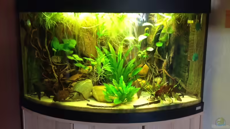 Aquarium Hauptansicht von Amazonas Ecke nur noch als Beispiel Aquarium Hauptansicht von Amazonas Ecke nur noch als Beispiel