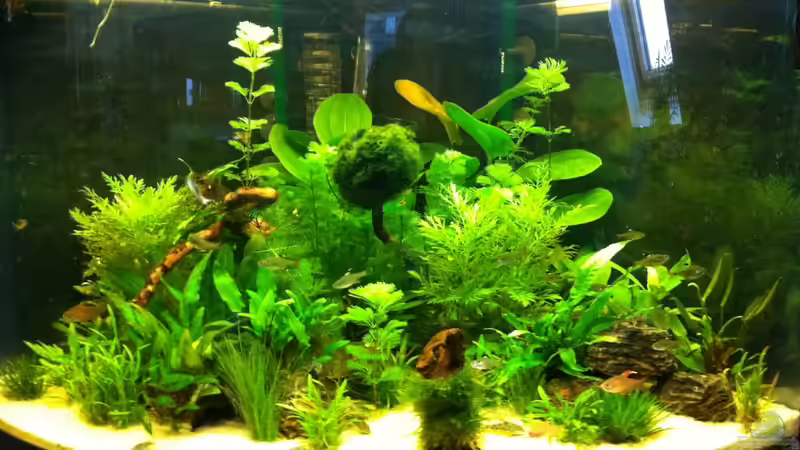 Aquarium Hauptansicht von Amazonas Fluß Ufer Aquarium Hauptansicht von Amazonas Fluß Ufer