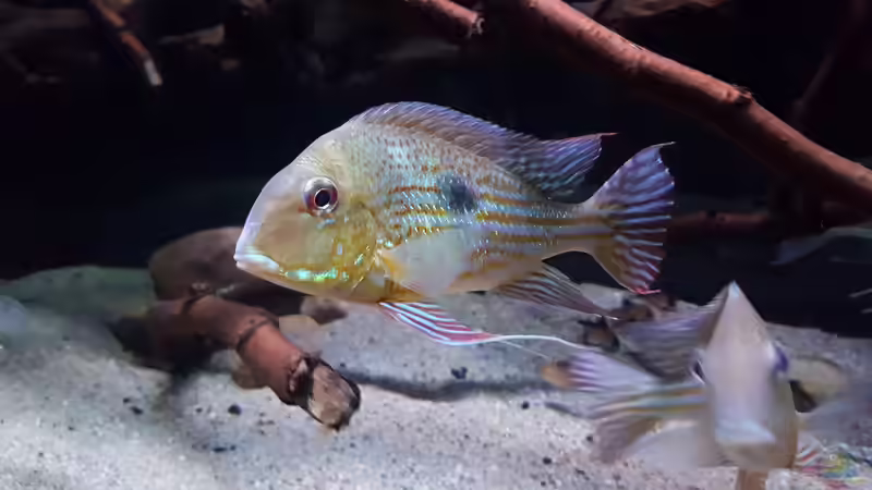 Aquarium Hauptansicht von Amazonas klarwasser Biotop Aquarium Hauptansicht von Amazonas klarwasser Biotop