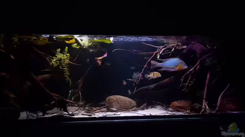 Aquarium Hauptansicht von Amazonas klarwasser Nebenfluss (nur noch als Beisp Aquarium Hauptansicht von Amazonas klarwasser Nebenfluss (nur noch als Beisp