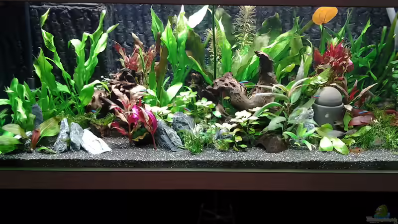 Aquarium Hauptansicht von amazonas südamerika live Aquarium Hauptansicht von amazonas südamerika live