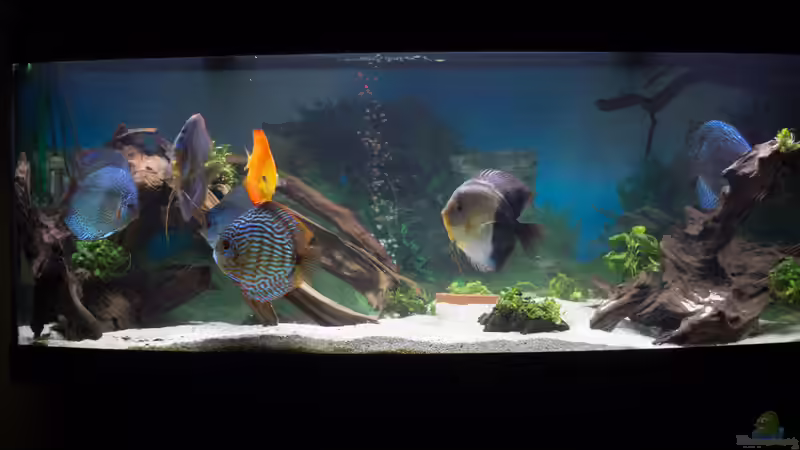 Aquarium Hauptansicht von Amazonasdream 450 Aquarium Hauptansicht von Amazonasdream 450