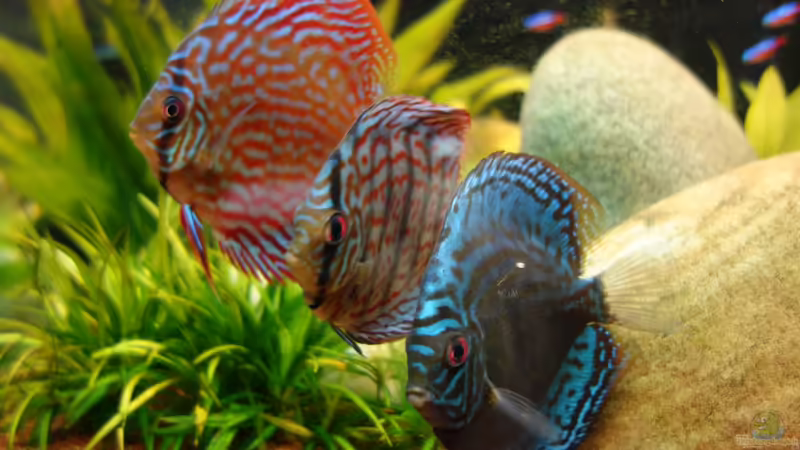 Aquarium Hauptansicht von AmazonParadies Aquarium Hauptansicht von AmazonParadies