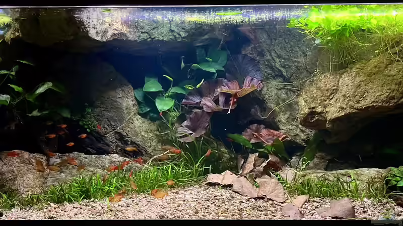 Aquarium Hauptansicht von Andrews Dream Aquarium Hauptansicht von Andrews Dream