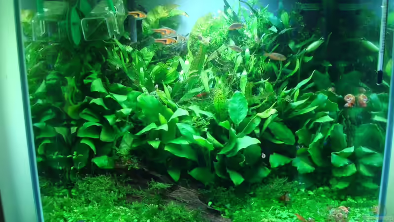 Aquarium Hauptansicht von Anubias nana world Aquarium Hauptansicht von Anubias nana world