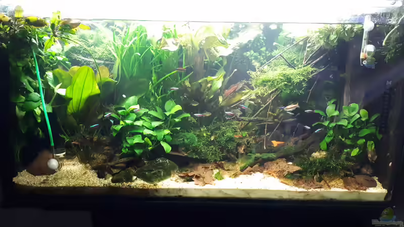 Aquarium Hauptansicht von Apistogramma Becken (nur noch Beispiel) Aquarium Hauptansicht von Apistogramma Becken (nur noch Beispiel)