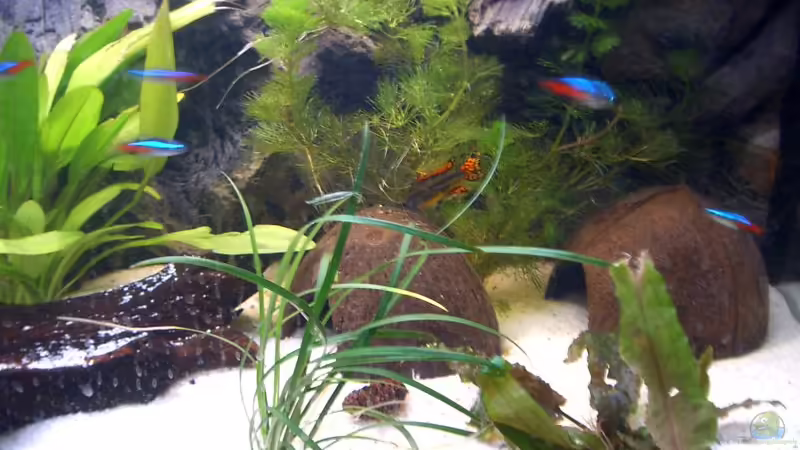 Aquarium Hauptansicht von Apistogramma Cacatuoides Zuchtbecken Aquarium Hauptansicht von Apistogramma Cacatuoides Zuchtbecken