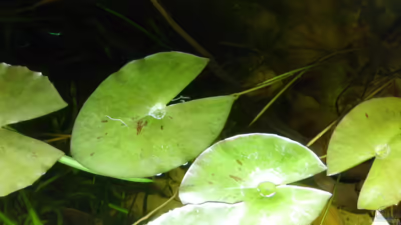 Aquarium Hauptansicht von Apistogramma nijsseni & Peru Altum Aquarium Hauptansicht von Apistogramma nijsseni & Peru Altum