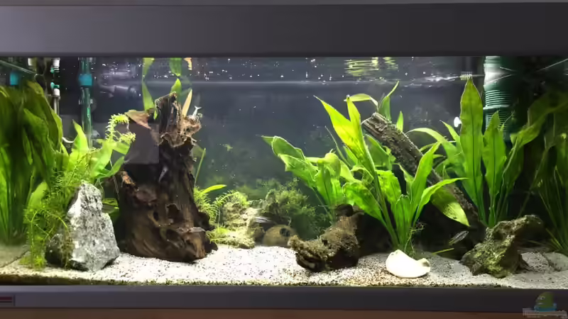 Aquarium Hauptansicht von Apistos mit Corys Aquarium Hauptansicht von Apistos mit Corys
