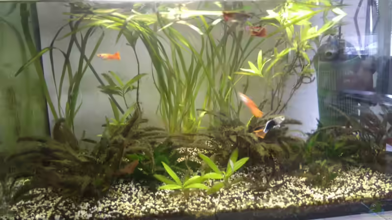 Aquarium Hauptansicht von Aquaristikeinstieg mit Guppys und Co. Aquarium Hauptansicht von Aquaristikeinstieg mit Guppys und Co.