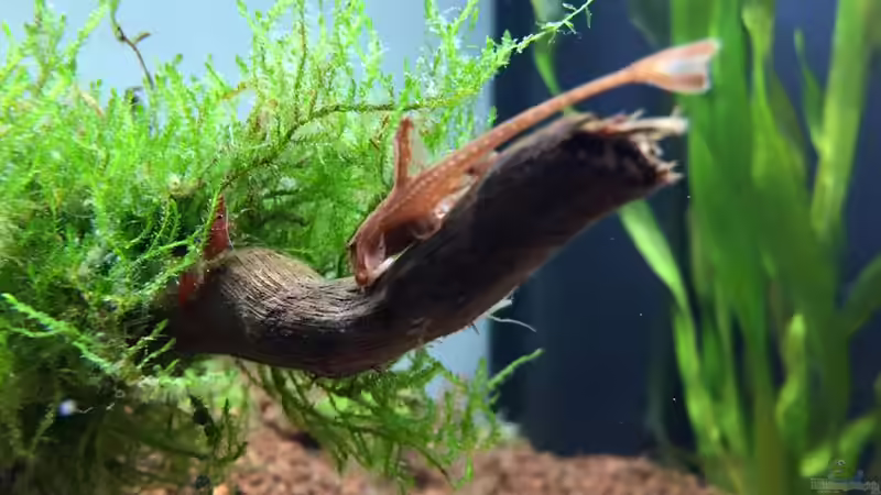 Aquarium Hauptansicht von aquatlantis Aquarium Hauptansicht von aquatlantis