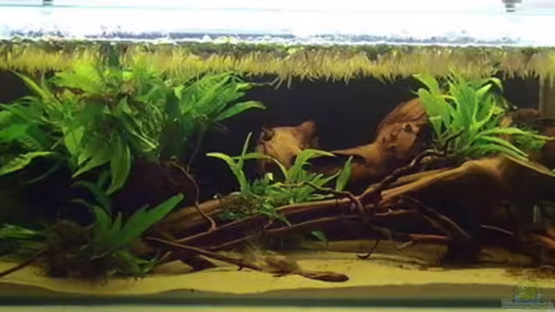 Aquarium Hauptansicht von Artenbecken Betta Macrostoma Aquarium Hauptansicht von Artenbecken Betta Macrostoma