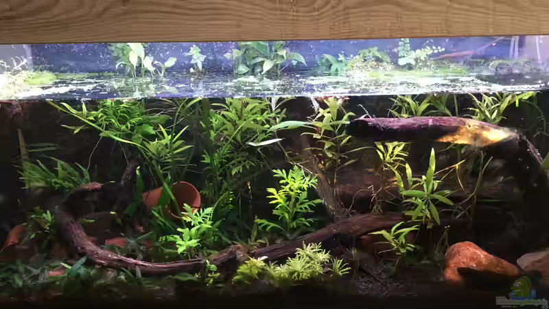 Aquarium Hauptansicht von Artenbecken für Channa spec. "Red Fin" Aquarium Hauptansicht von Artenbecken für Channa spec. "Red Fin"