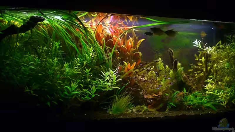 Aquarium Hauptansicht von Asian Dream Aquarium Hauptansicht von Asian Dream