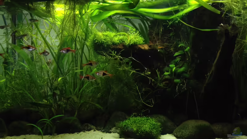 Aquarium Hauptansicht von Asiatischer Bachlauf Aquarium Hauptansicht von Asiatischer Bachlauf