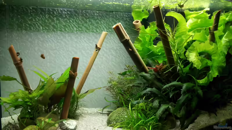 Aquarium Hauptansicht von Asiatischer Südamerikaner Aquarium Hauptansicht von Asiatischer Südamerikaner