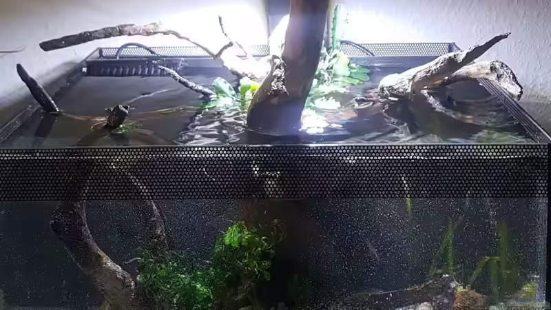 Aquarium Hauptansicht von Asiatisches Natur Aquarium Aquarium Hauptansicht von Asiatisches Natur Aquarium