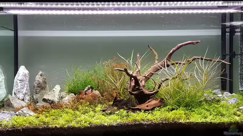 Aquarium Hauptansicht von Asien // Rotola Aquarium Hauptansicht von Asien // Rotola