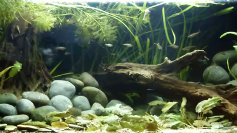 Aquarium Hauptansicht von Asien-Bachbecken Aquarium Hauptansicht von Asien-Bachbecken