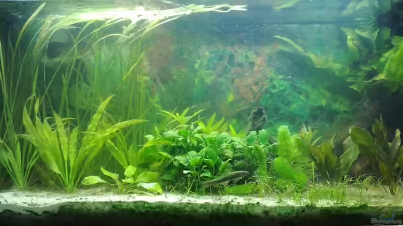 Aquarium Hauptansicht von Asien Aquarium Hauptansicht von Asien