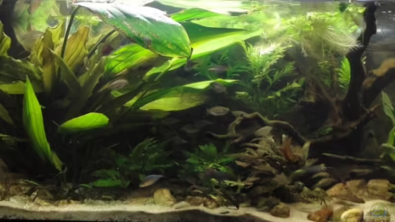 Aquarium Hauptansicht von Asienbecken (Existiert nicht mehr) Aquarium Hauptansicht von Asienbecken (Existiert nicht mehr)