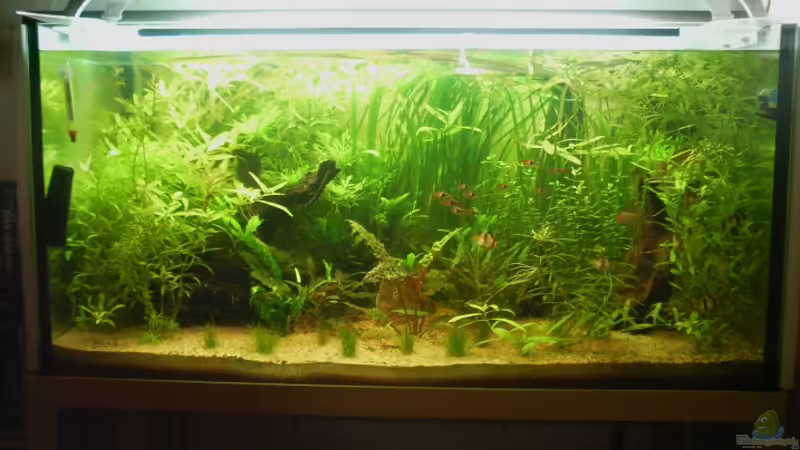 Aquarium Hauptansicht von Asienbecken Aquarium Hauptansicht von Asienbecken