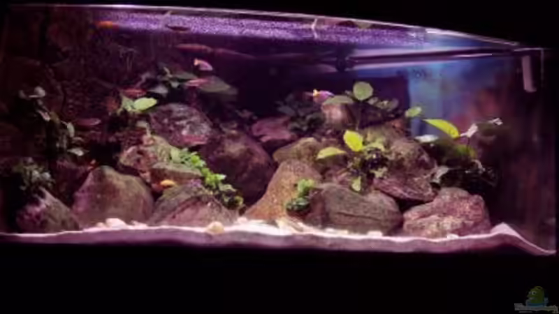 Aquarium Hauptansicht von Aufgelöst - nur noch als Beispiel Aquarium Hauptansicht von Aufgelöst - nur noch als Beispiel