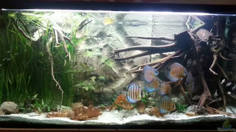 Aquarium Hauptansicht von Aufgelöst ! Diskus-sionen Aquarium Hauptansicht von Aufgelöst ! Diskus-sionen