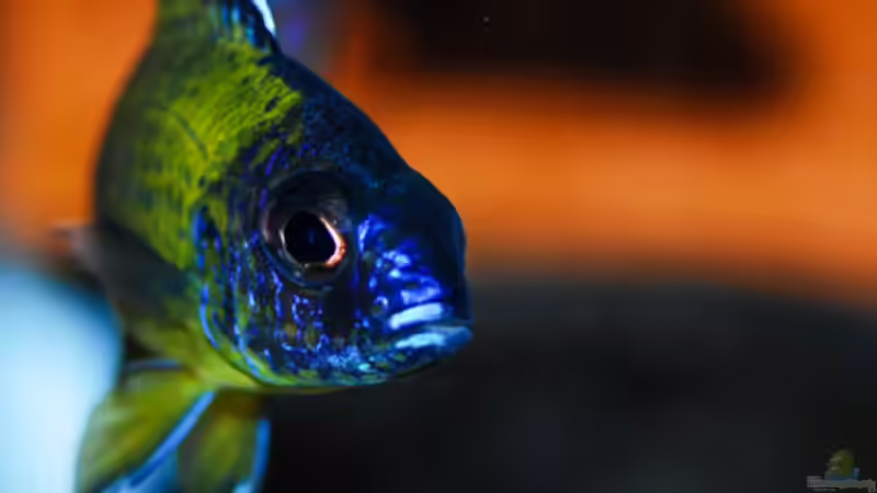 Aquarium Hauptansicht von Aulonocara Artbecken Aquarium Hauptansicht von Aulonocara Artbecken