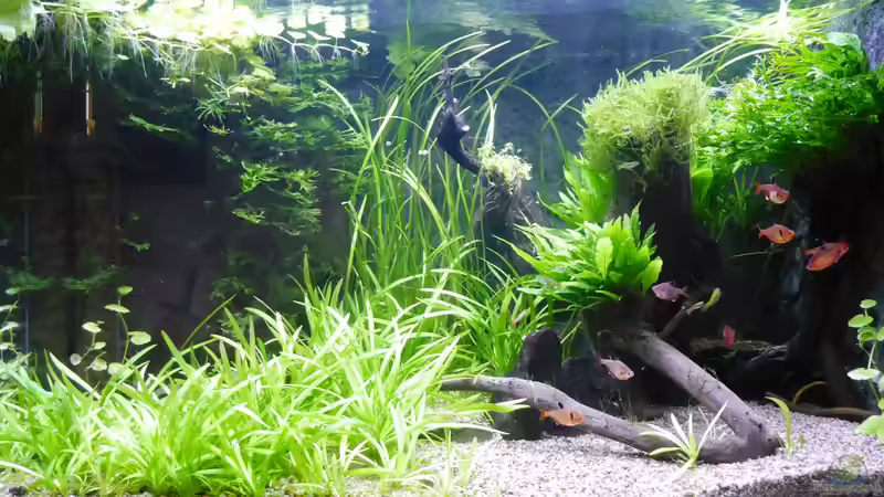 Aquarium Hauptansicht von B17468 `Felsecke` Aquarium Hauptansicht von B17468 `Felsecke`