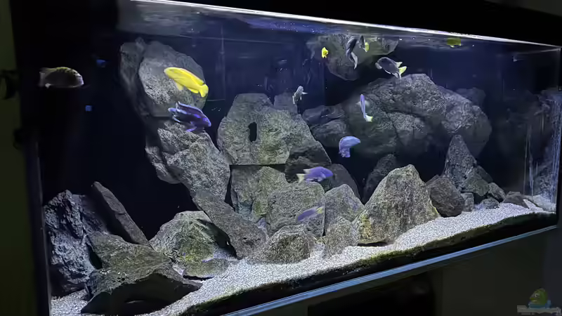 Aquarium Hauptansicht von Back to the stones Aquarium Hauptansicht von Back to the stones