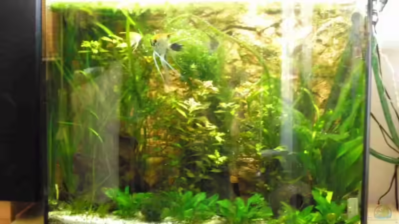 Aquarium Hauptansicht von Bandits Gesellschaftsbecken Aquarium Hauptansicht von Bandits Gesellschaftsbecken